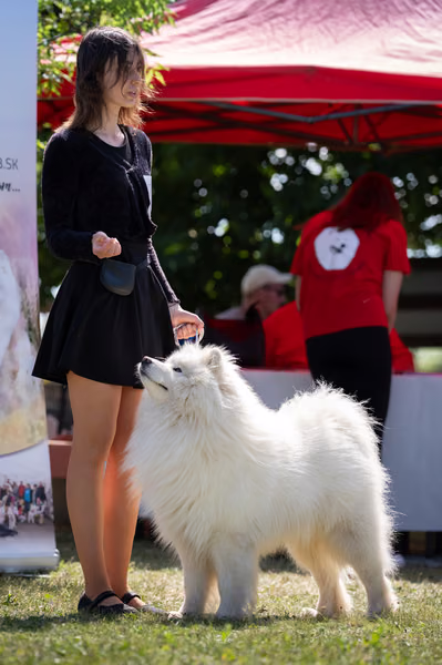Samojed klub SK – 8. května 2026