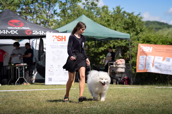 Samojed klub SK – 8. května 2026