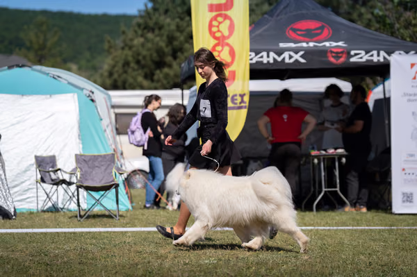 Samojed klub SK – 8. května 2026