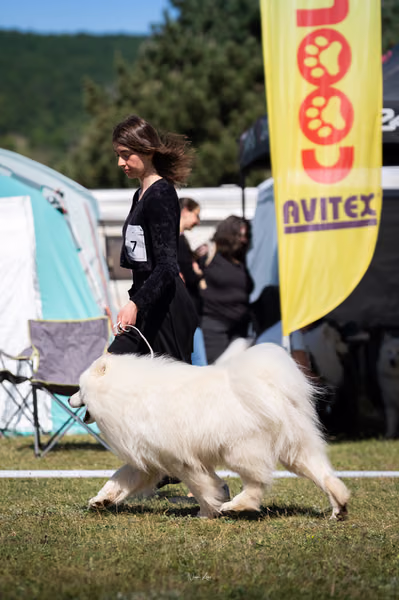 Samojed klub SK – 8. května 2026