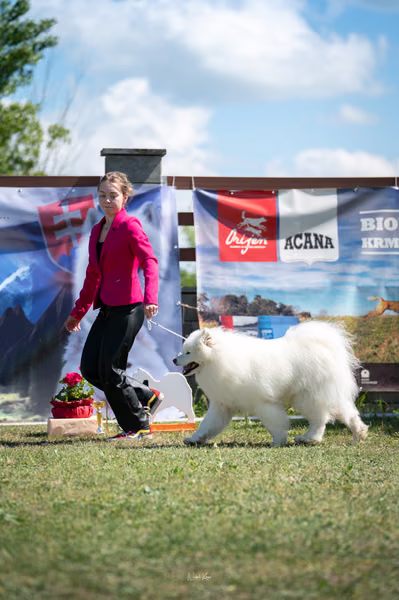 Samojed klub SK – 8. května 2026