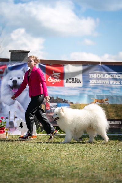 Samojed klub SK – 8. května 2026
