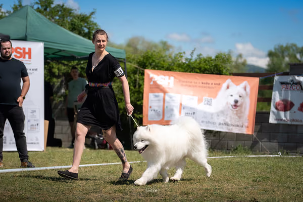 Samojed klub SK – 8. května 2026