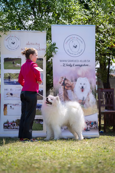 Samojed klub SK – 8. května 2026