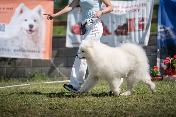 Samojed klub SK – 8. května 2026