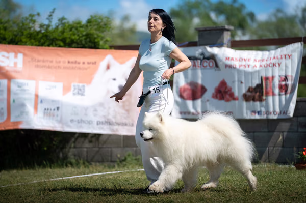 Samojed klub SK – 8. května 2026