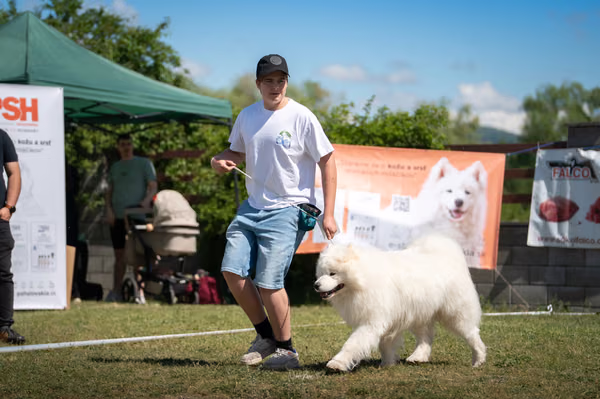 Samojed klub SK – 8. května 2026