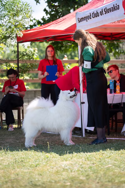 Samojed klub SK – 8. května 2026