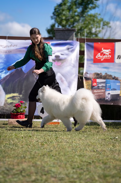 Samojed klub SK – 8. května 2026