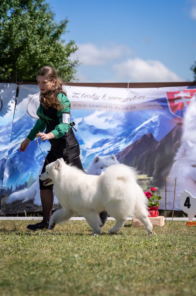 Samojed klub SK – 8. května 2026