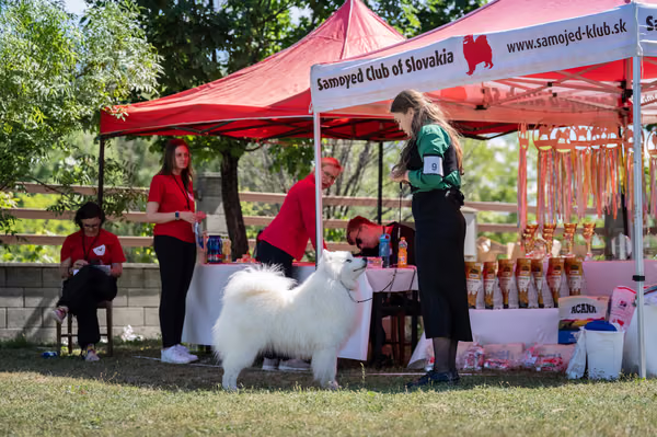 Samojed klub SK – 8. května 2026