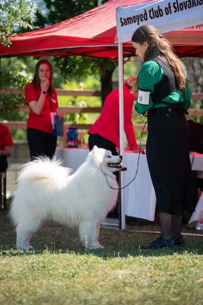 Samojed klub SK – 8. května 2026