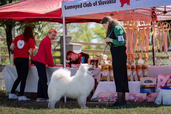 Samojed klub SK – 8. května 2026