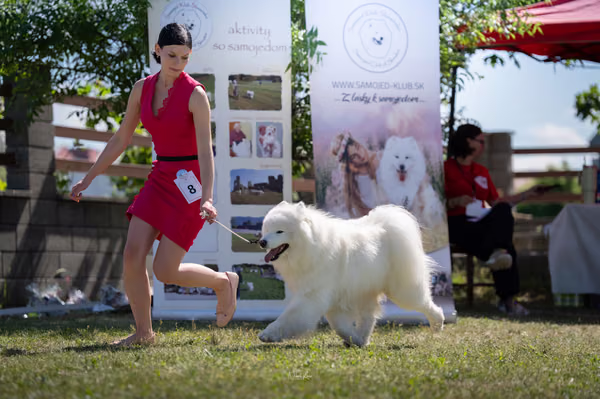 Samojed klub SK – 8. května 2026