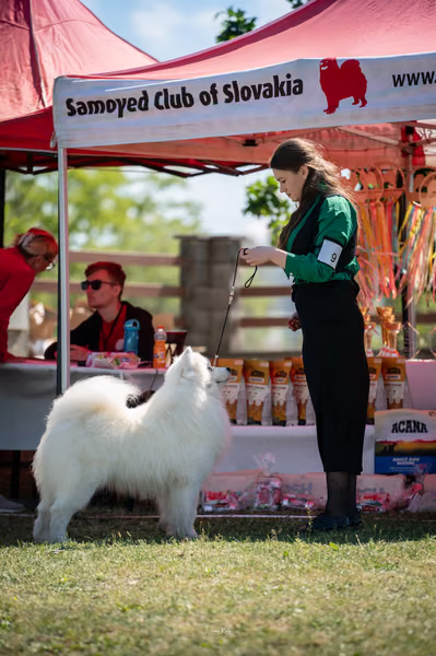 Samojed klub SK – 8. května 2026