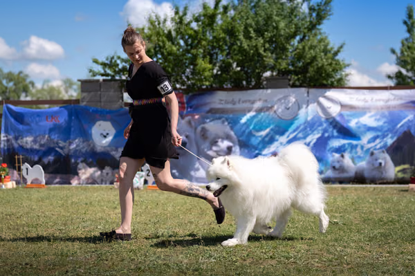 Samojed klub SK – 8. května 2026
