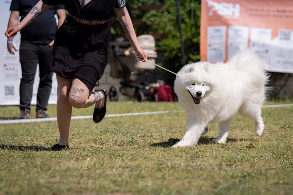 Samojed klub SK – 8. května 2026