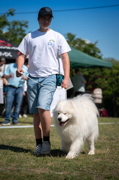 Samojed klub SK – 8. května 2026