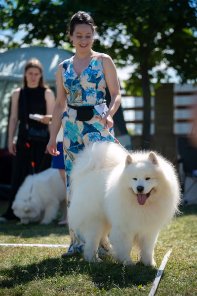 Samojed klub SK – 8. května 2026