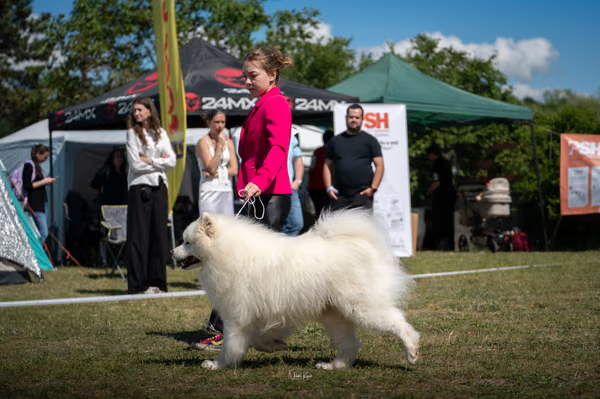 Samojed klub SK – 8. května 2026