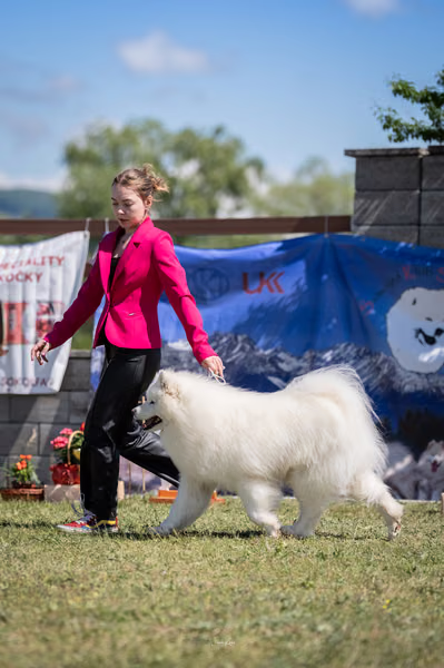 Samojed klub SK – 8. května 2026