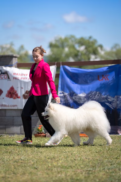 Samojed klub SK – 8. května 2026
