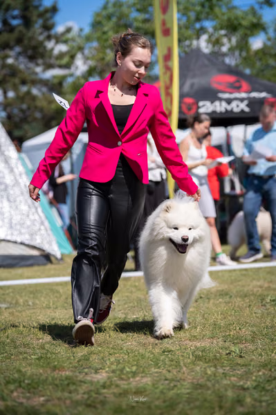 Samojed klub SK – 8. května 2026