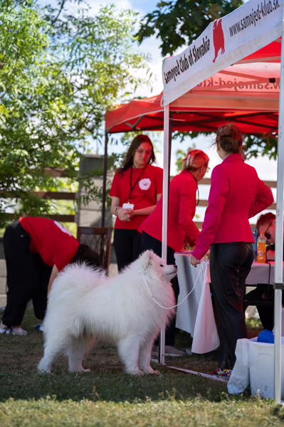 Samojed klub SK – 8. května 2026