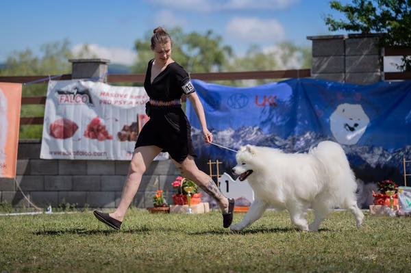 Samojed klub SK – 8. května 2026