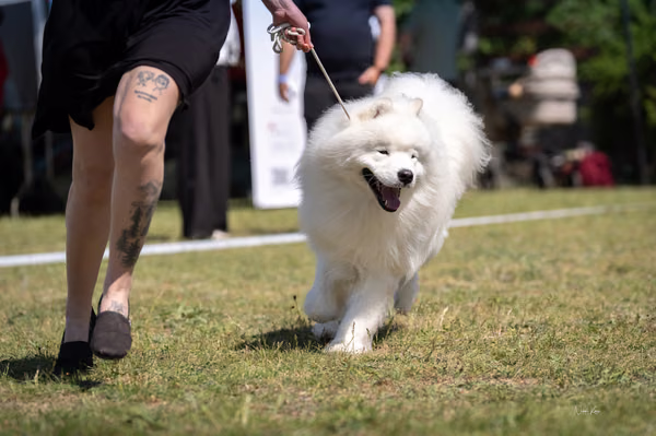 Samojed klub SK – 8. května 2026
