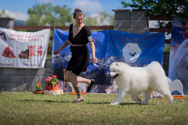Samojed klub SK – 8. května 2026