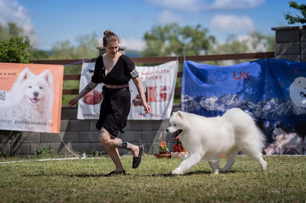 Samojed klub SK – 8. května 2026