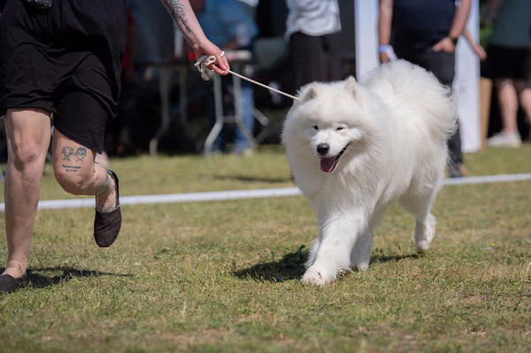 Samojed klub SK – 8. května 2026