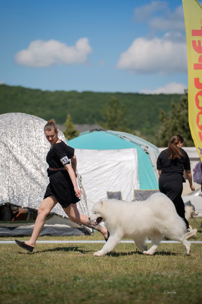 Samojed klub SK – 8. května 2026