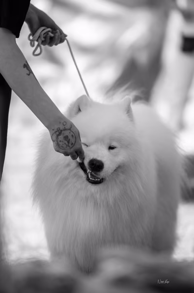 Samojed klub SK – 8. května 2026