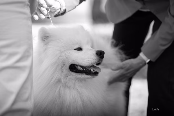 Samojed klub SK – 8. května 2026