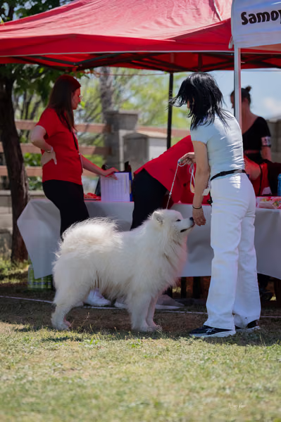 Samojed klub SK – 8. května 2026