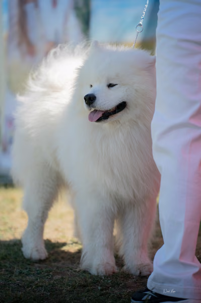 Samojed klub SK – 8. května 2026
