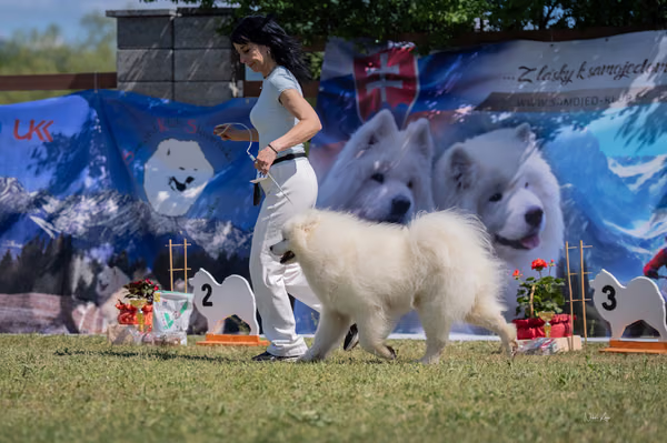 Samojed klub SK – 8. května 2026