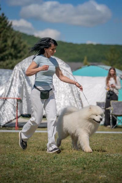 Samojed klub SK – 8. května 2026