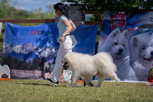 Samojed klub SK – 8. května 2026