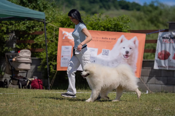 Samojed klub SK – 8. května 2026