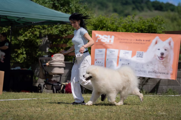 Samojed klub SK – 8. května 2026