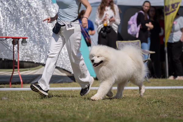 Samojed klub SK – 8. května 2026