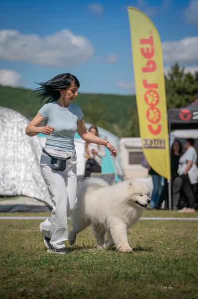 Samojed klub SK – 8. května 2026