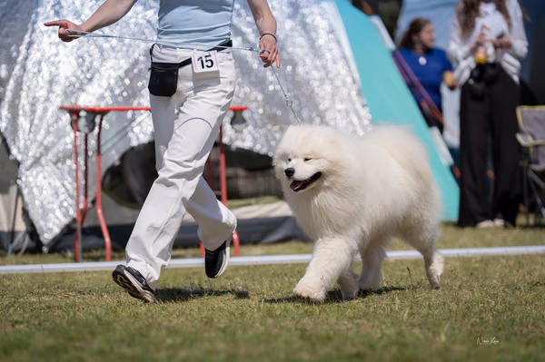 Samojed klub SK – 8. května 2026
