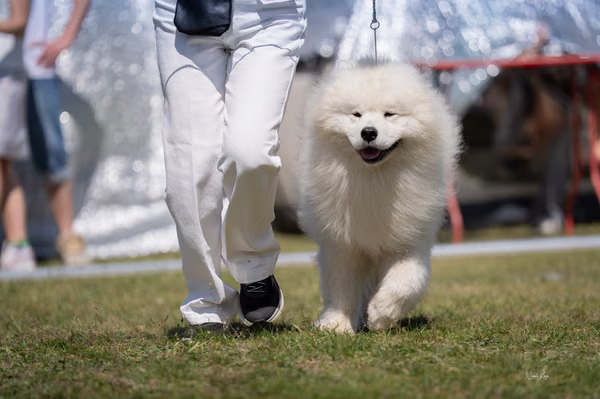 Samojed klub SK – 8. května 2026