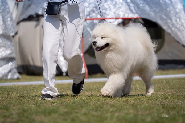 Samojed klub SK – 8. května 2026
