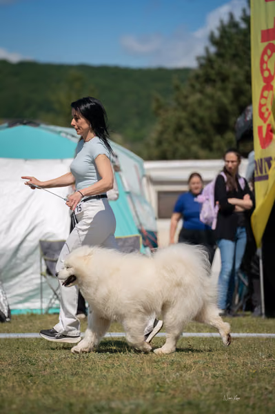 Samojed klub SK – 8. května 2026