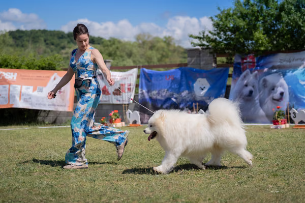 Samojed klub SK – 8. května 2026